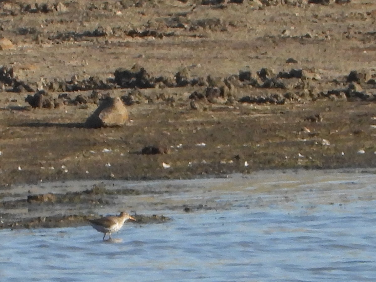 Spotted Sandpiper - ML443864801