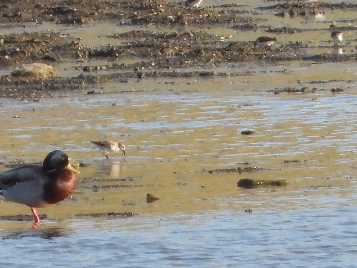 Western Sandpiper - ML443864811