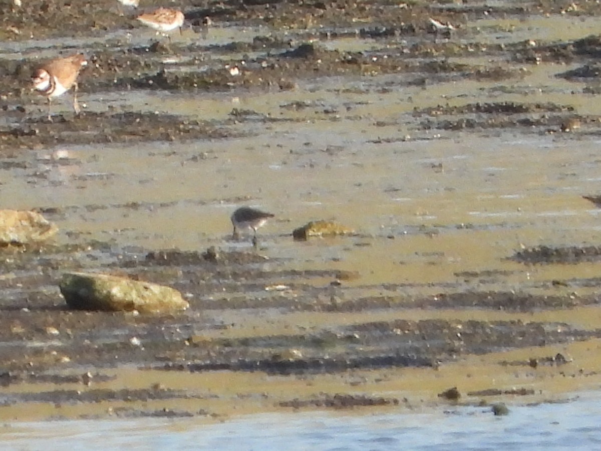 Least Sandpiper - ML443864821