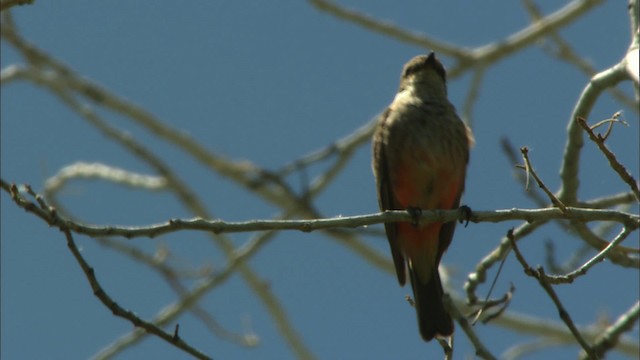 Vermilion Flycatcher (Northern) - ML443865