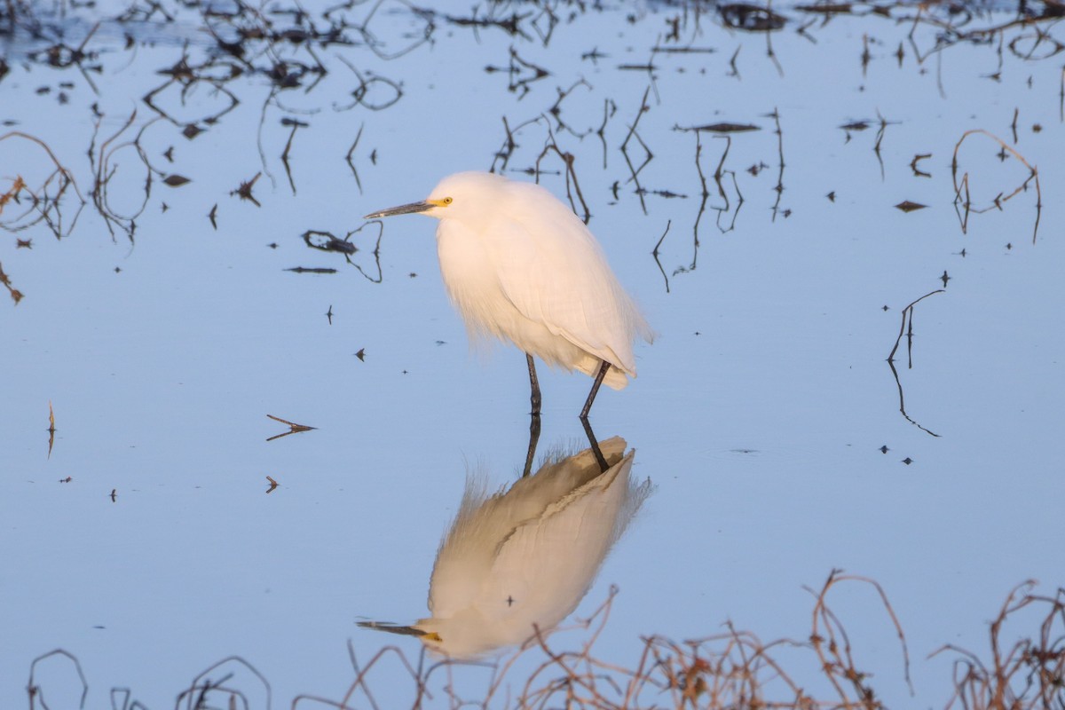 Snowy Egret - ML443865201