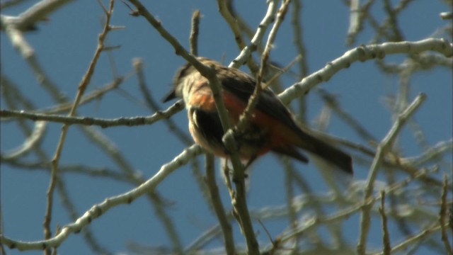 Vermilion Flycatcher (Northern) - ML443866