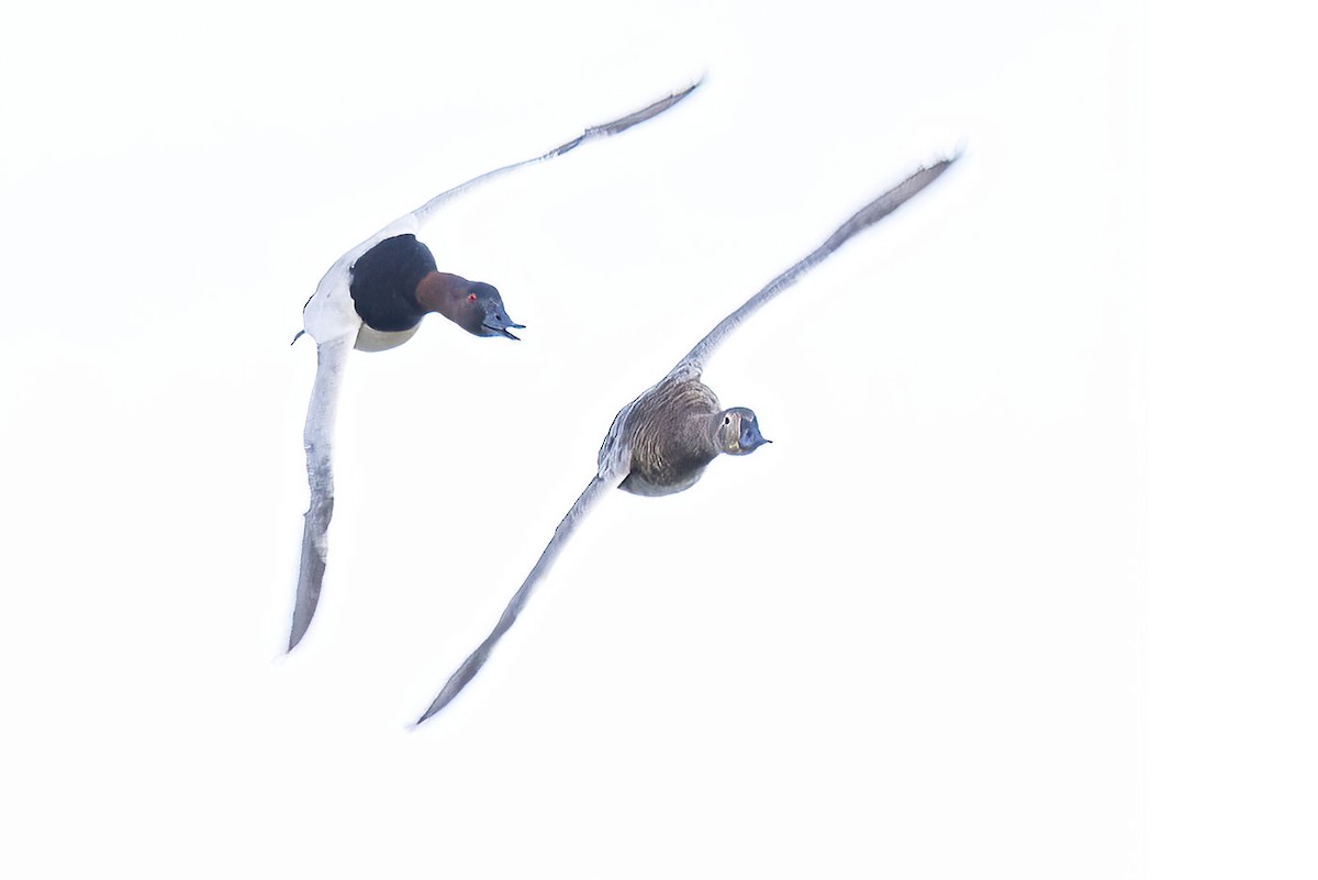 Canvasback - ML443866631