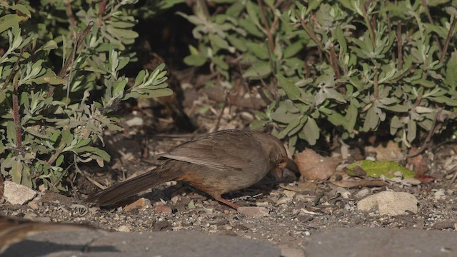 California Towhee - ML443867131