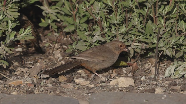 California Towhee - ML443867141