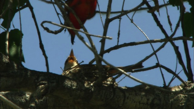 Vermilion Flycatcher (Northern) - ML443868