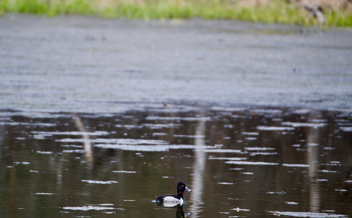 Ring-necked Duck - ML443868071