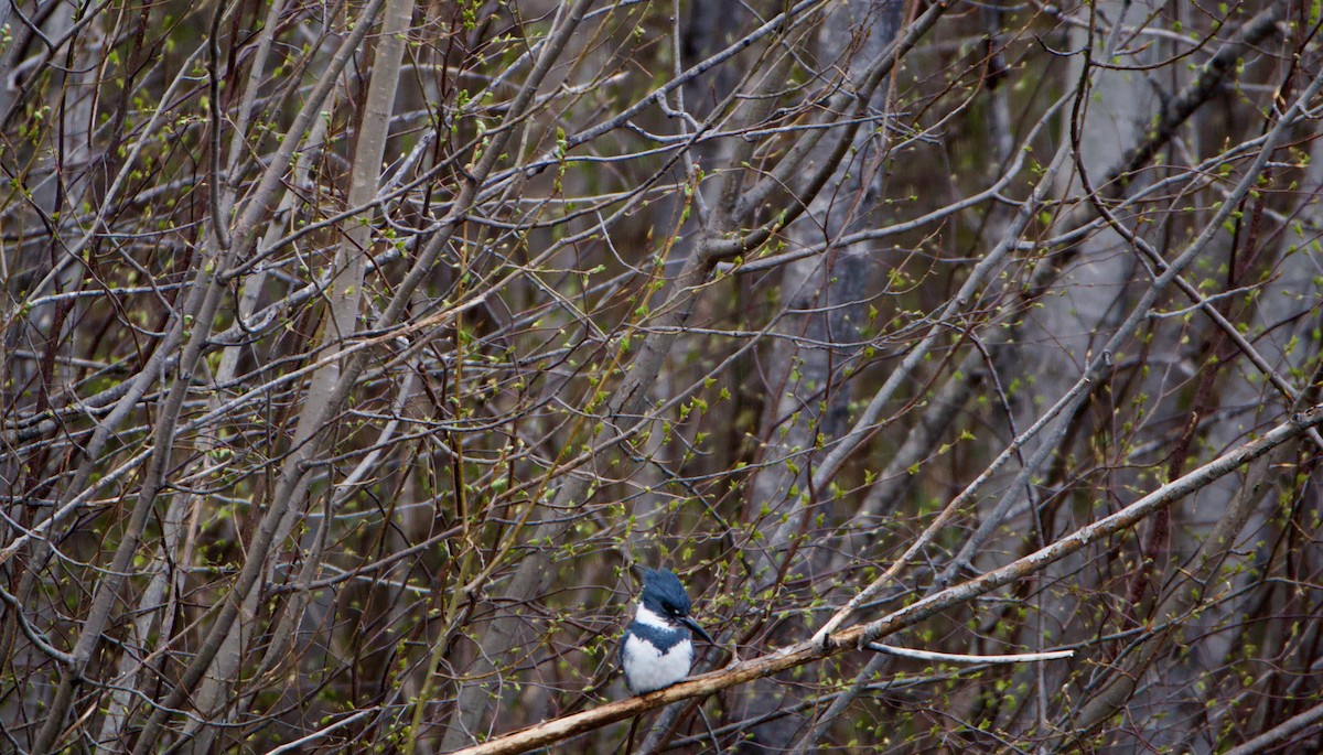 Belted Kingfisher - ML443868501