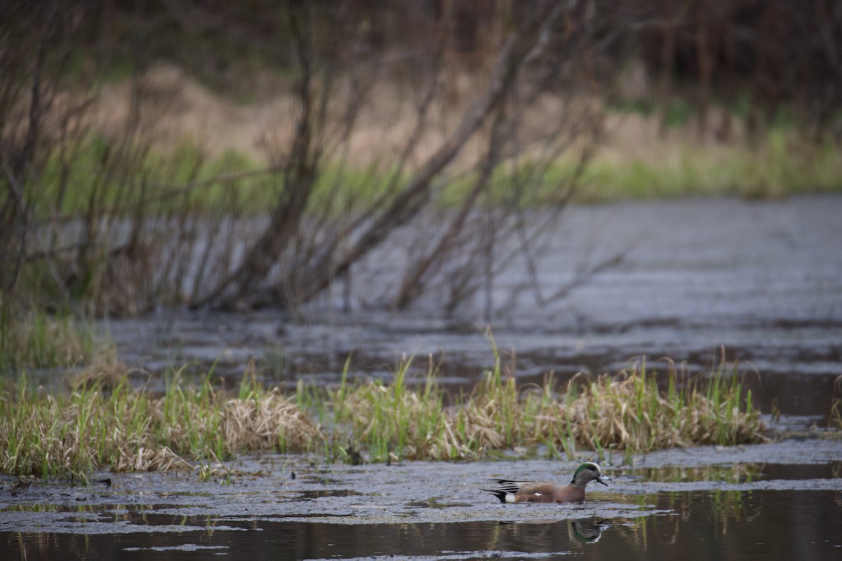 Eurasian/American Wigeon - ML443868771