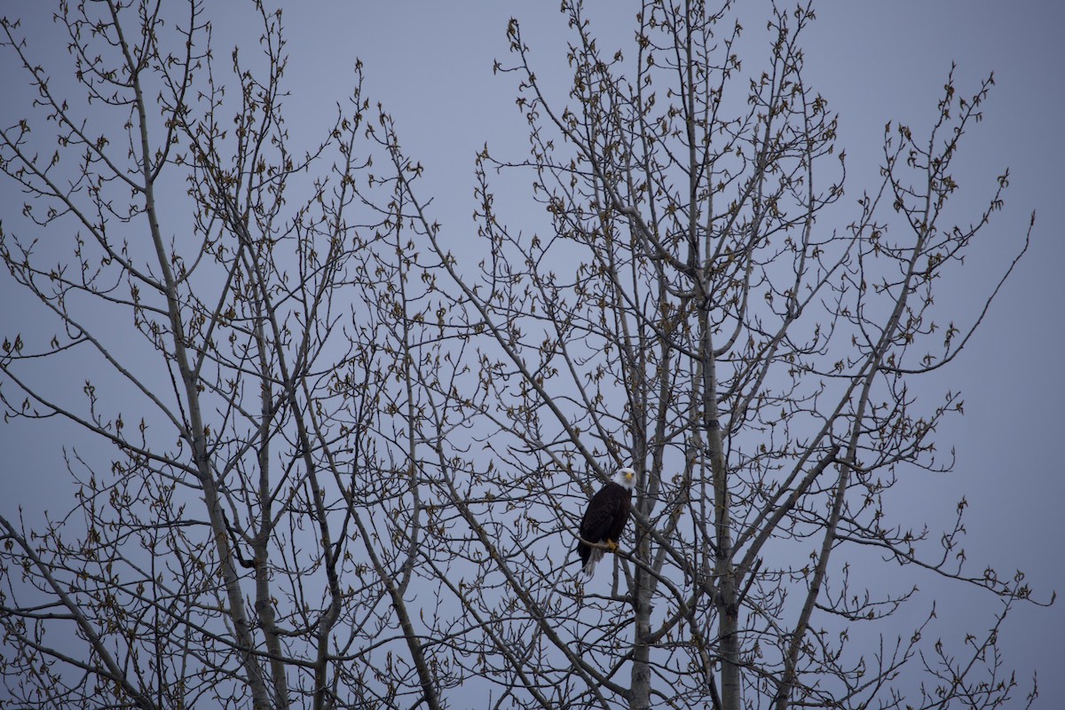 Bald Eagle - ML443868981