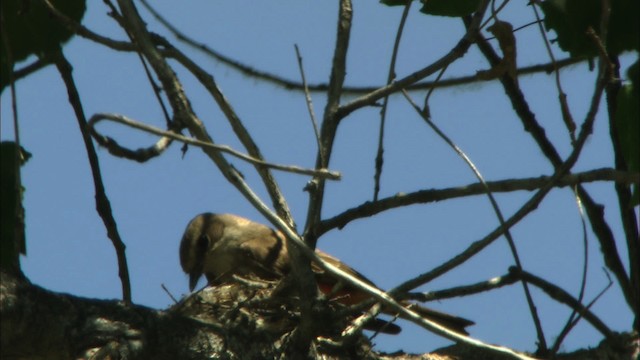 Vermilion Flycatcher (Northern) - ML443869