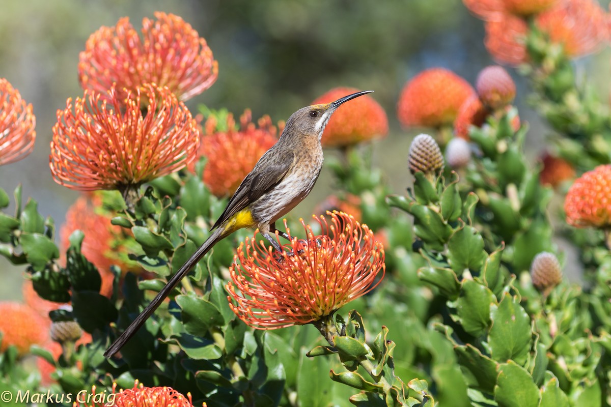 Cape Sugarbird - Markus Craig
