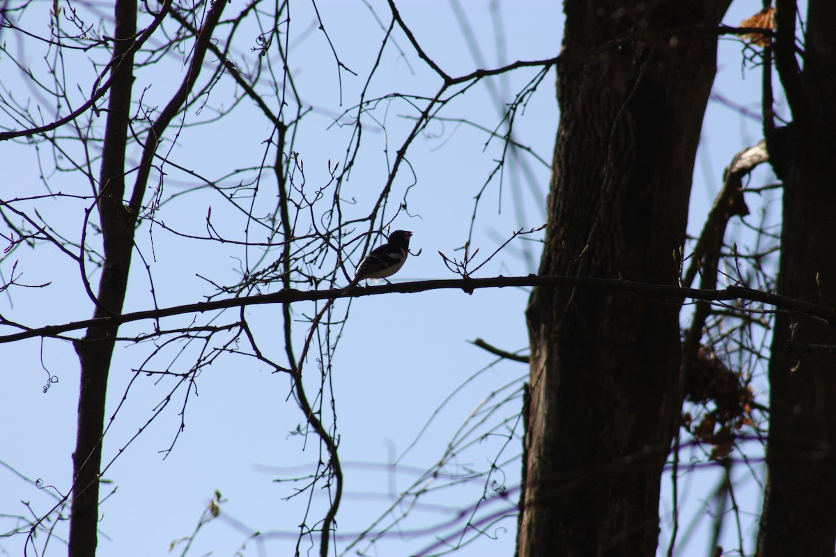 Rose-breasted Grosbeak - ML443869711