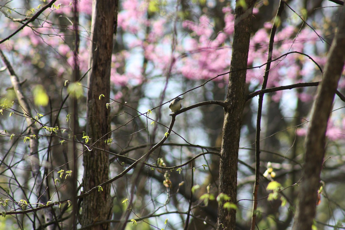 Blue-headed Vireo - ML443869731