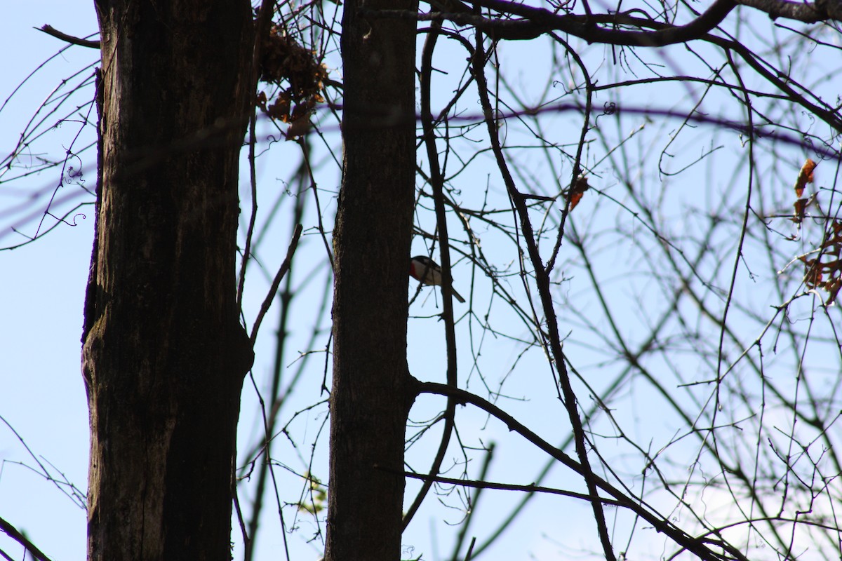 Rose-breasted Grosbeak - ML443869751