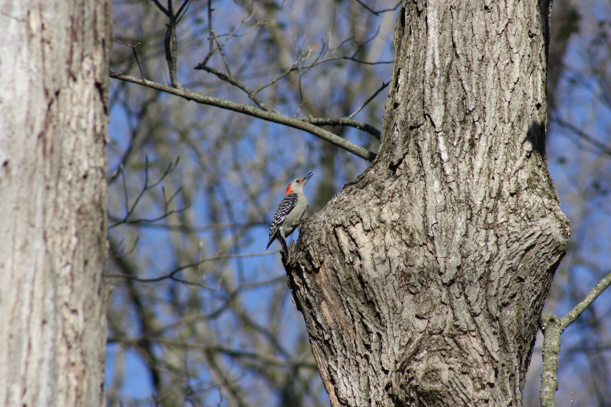 Red-bellied Woodpecker - ML443869811