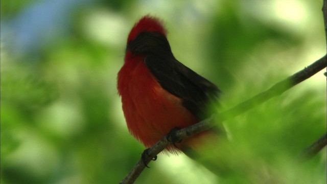 Vermilion Flycatcher (Northern) - ML443870