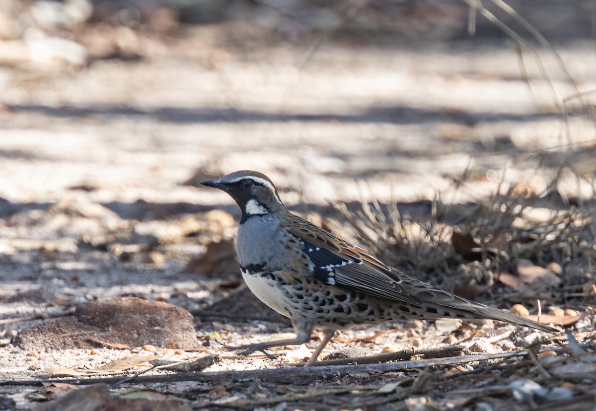 Spotted Quail-thrush - Geoff Dennis