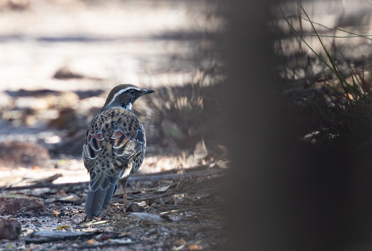 Spotted Quail-thrush - Geoff Dennis