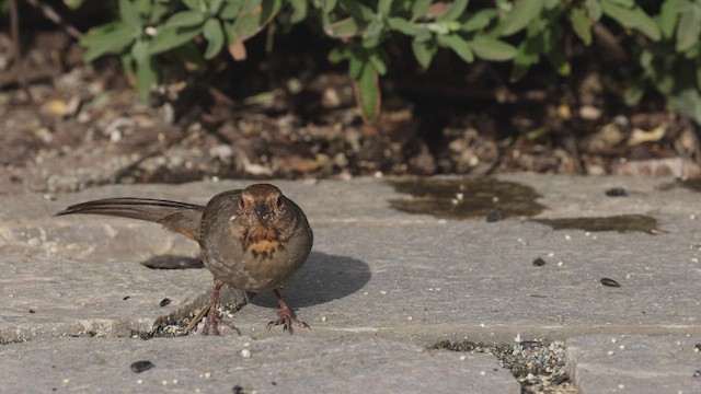 California Towhee - ML443870991