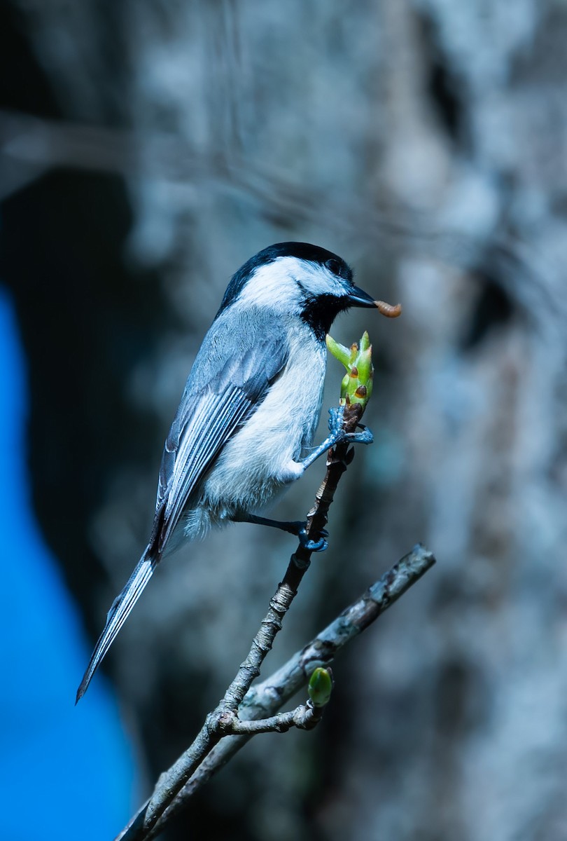 Black-capped Chickadee - Isaac Howell