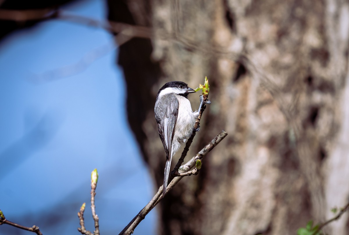 Black-capped Chickadee - Isaac Howell