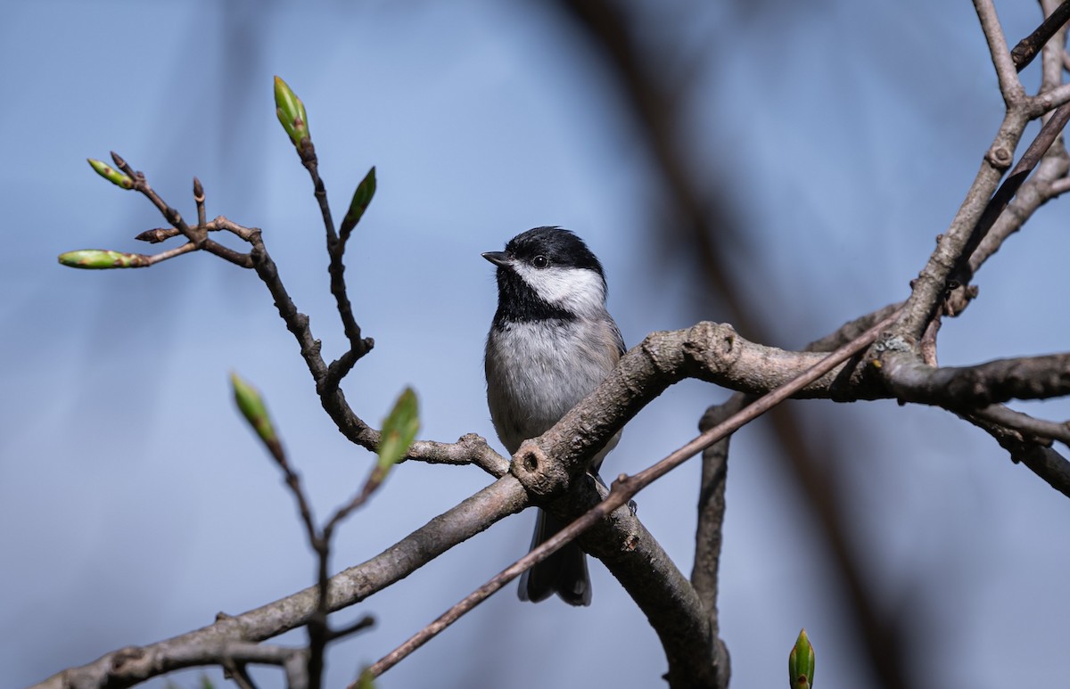 Black-capped Chickadee - ML443871171