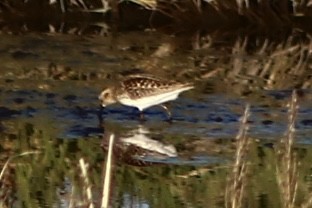 Least Sandpiper - ML443871251