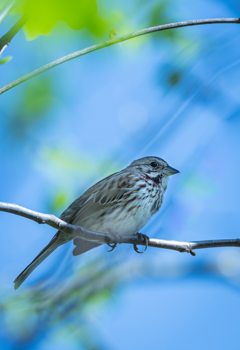 Song Sparrow - ML443871271