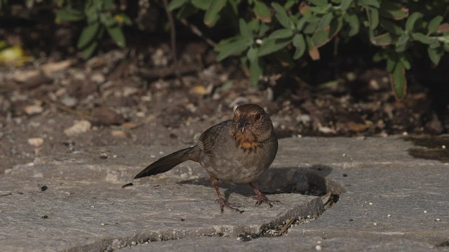 California Towhee - ML443871301