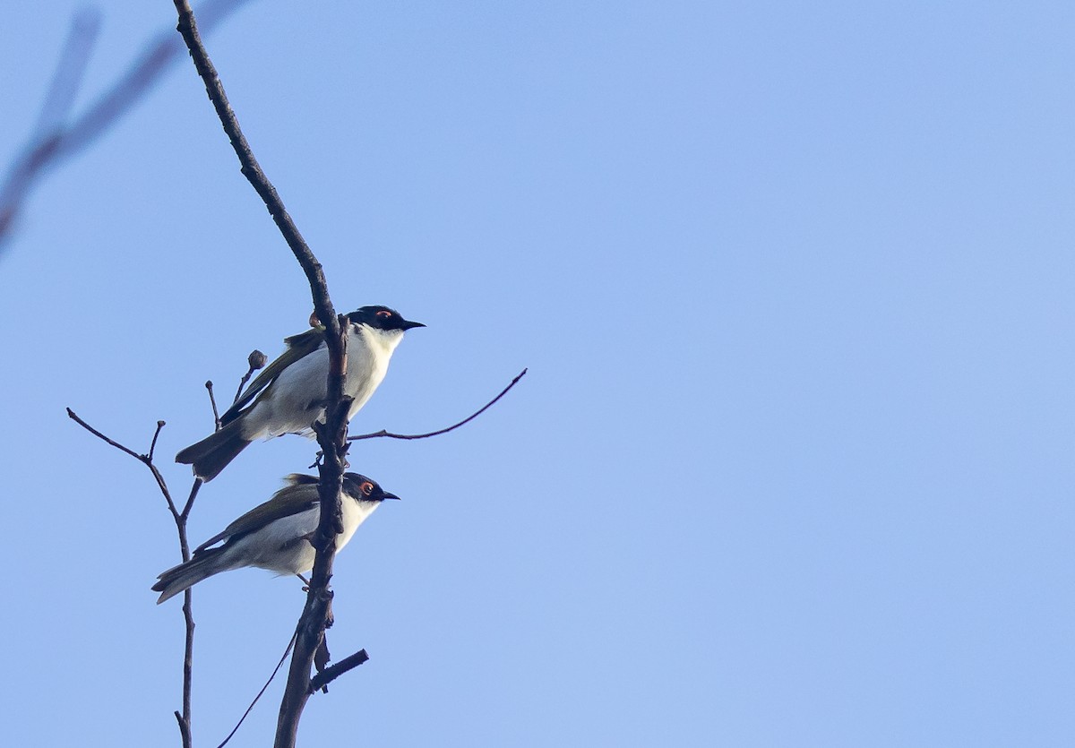 White-naped Honeyeater - ML443871491