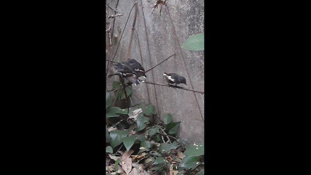 鵲鴝 - ML443872701