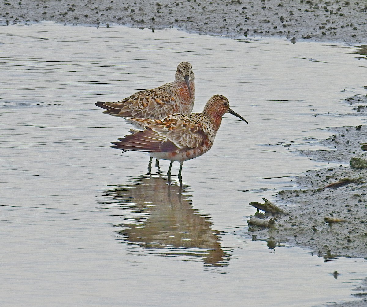 Curlew Sandpiper - ML443873071