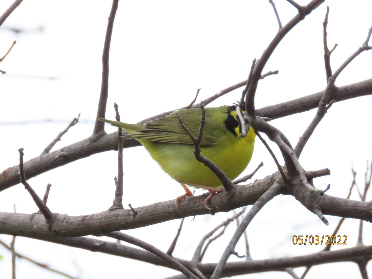 Kentucky Warbler - ML443873251