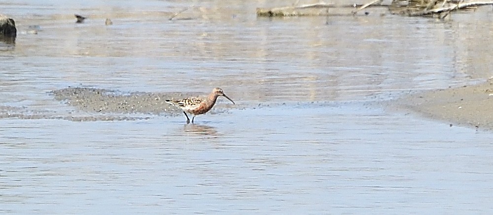 Curlew Sandpiper - ML443874921