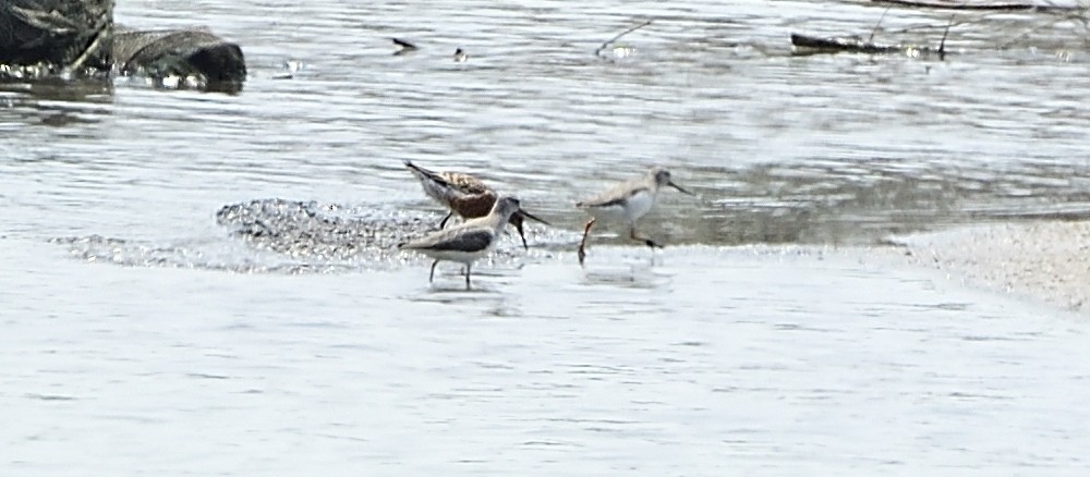 Terek Sandpiper - ML443874941