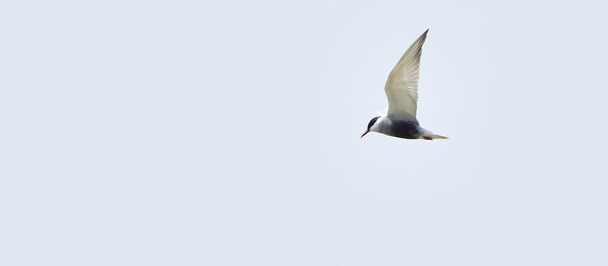 Whiskered Tern - ML443875171