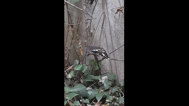 鵲鴝 - ML443875621