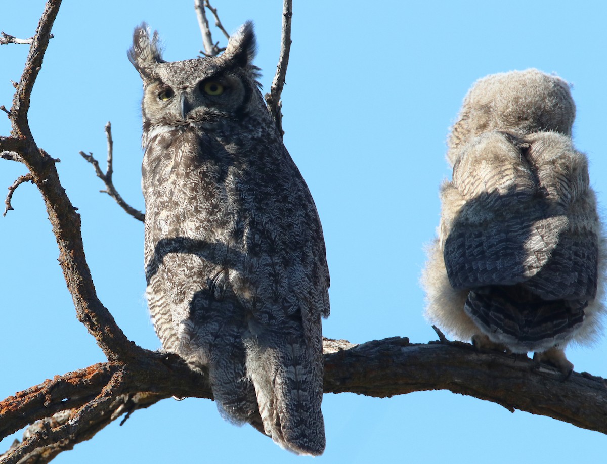 Great Horned Owl - ML443875641