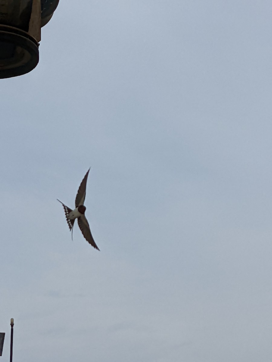 Асрын хараацай - ML443875781