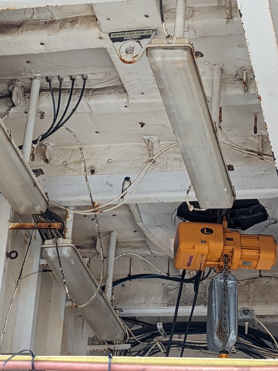 Асрын хараацай - ML443875821