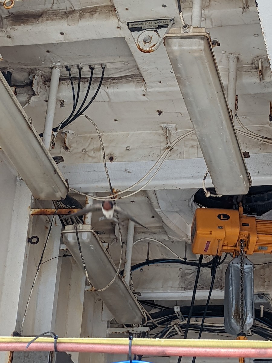 Асрын хараацай - ML443875841