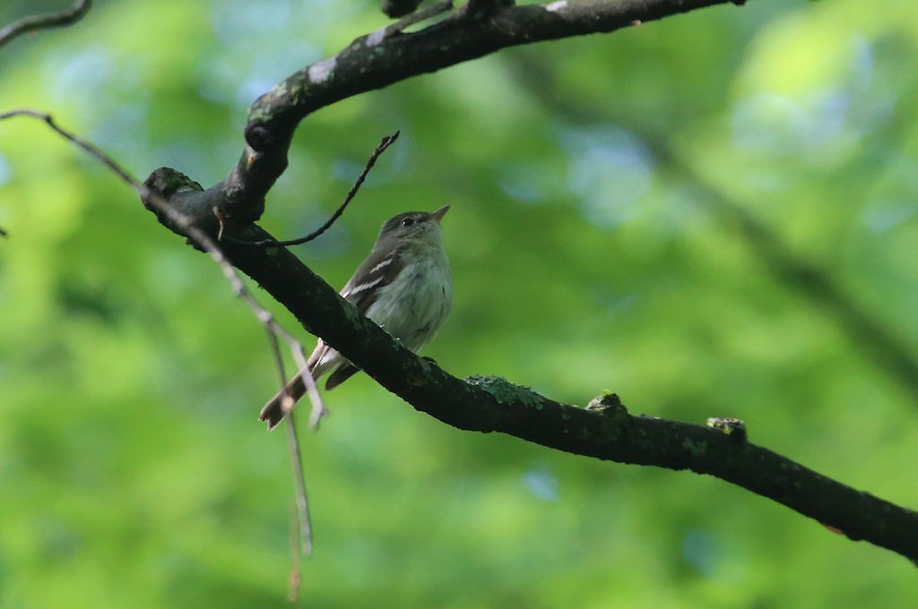 Acadian Flycatcher - ML44387601