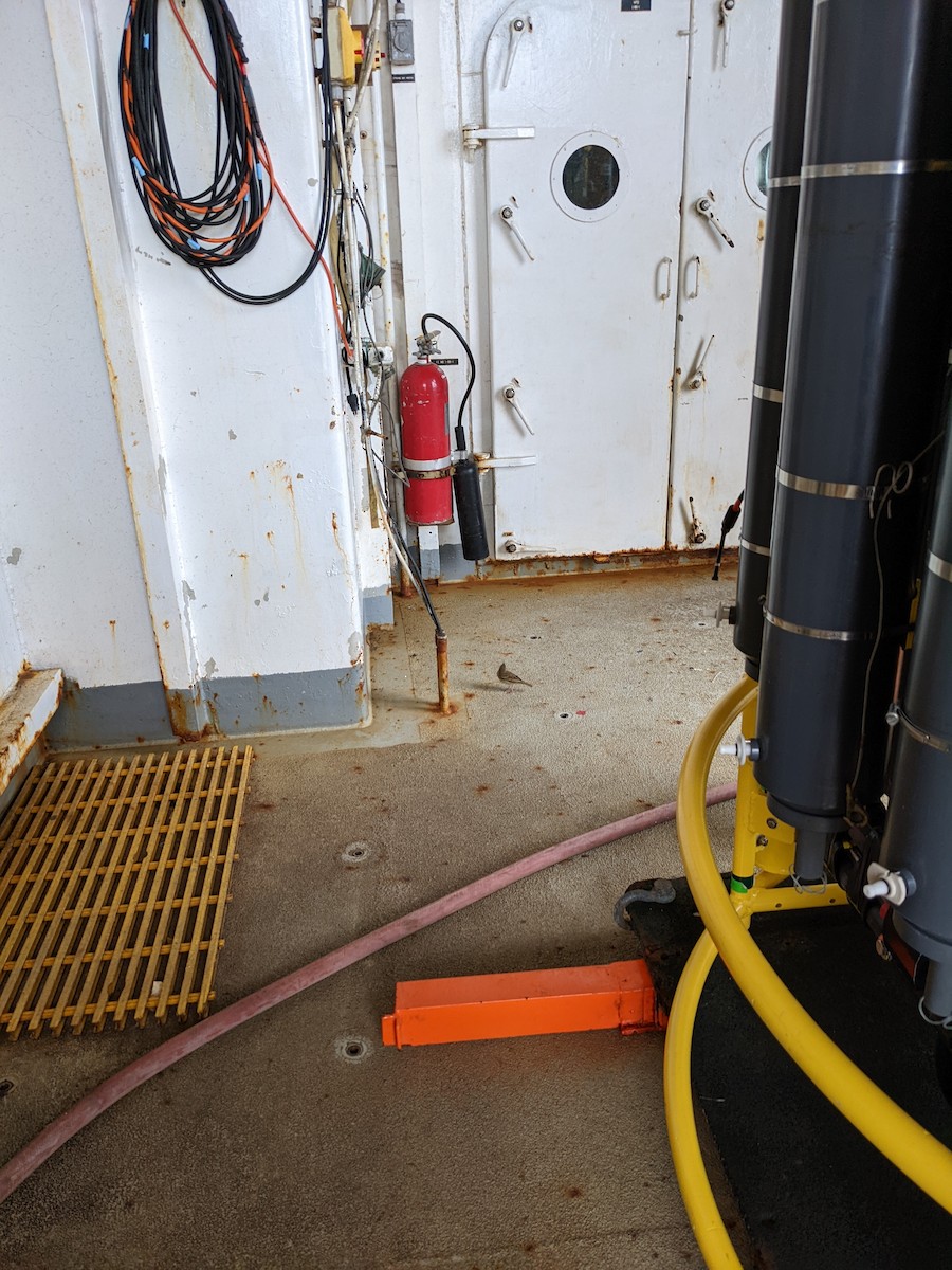 шийхнүүхэй - ML443876361