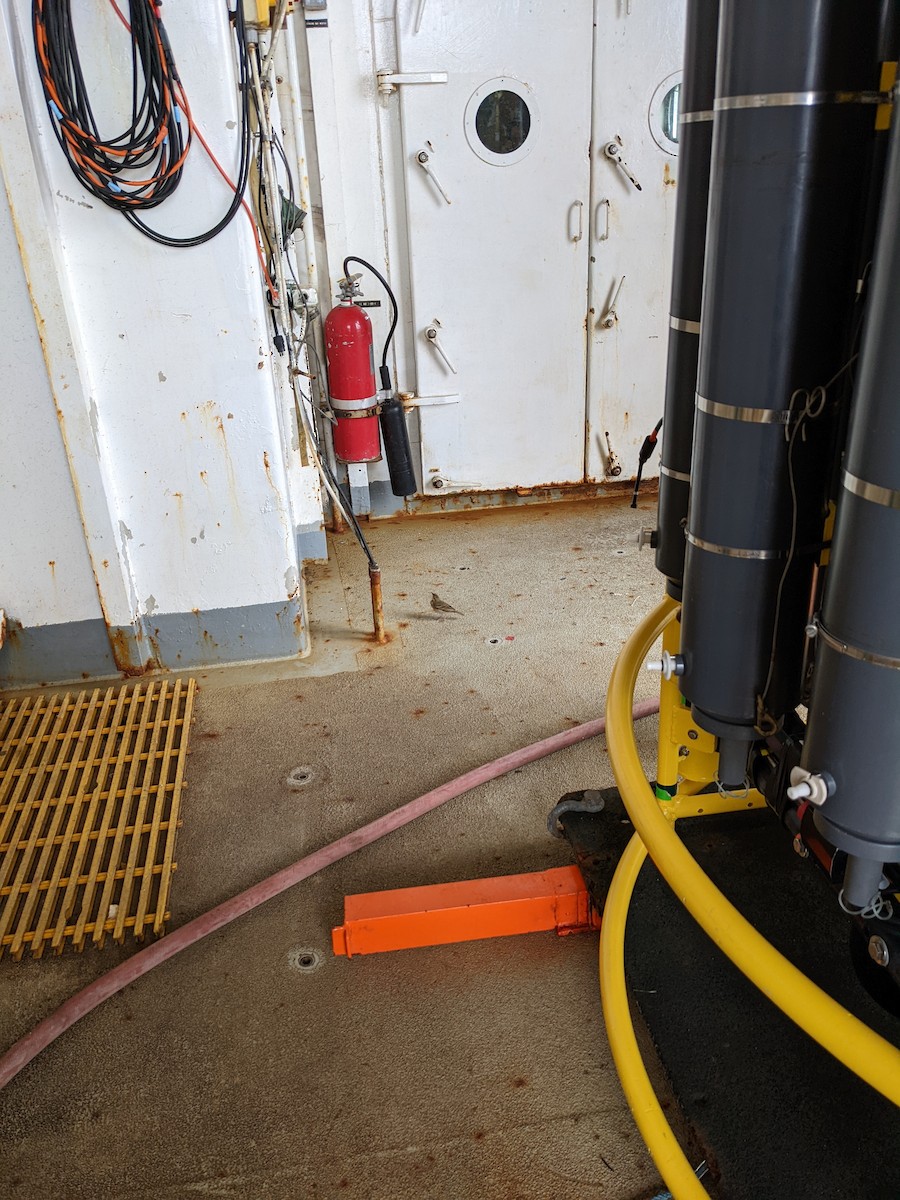 шийхнүүхэй - ML443876391