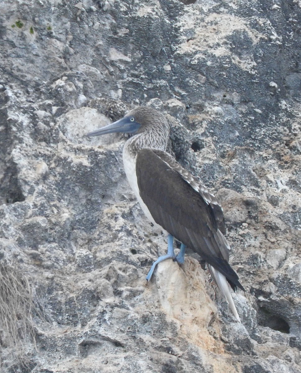 Blue-footed Booby - ML44387651