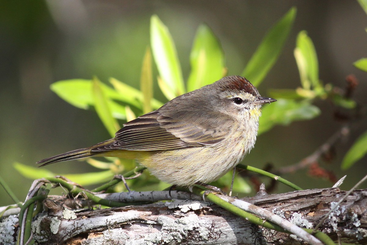 Palm Warbler - Knut Hansen