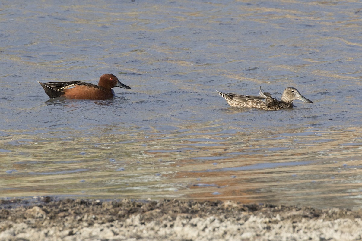 Cinnamon Teal - ML443878041