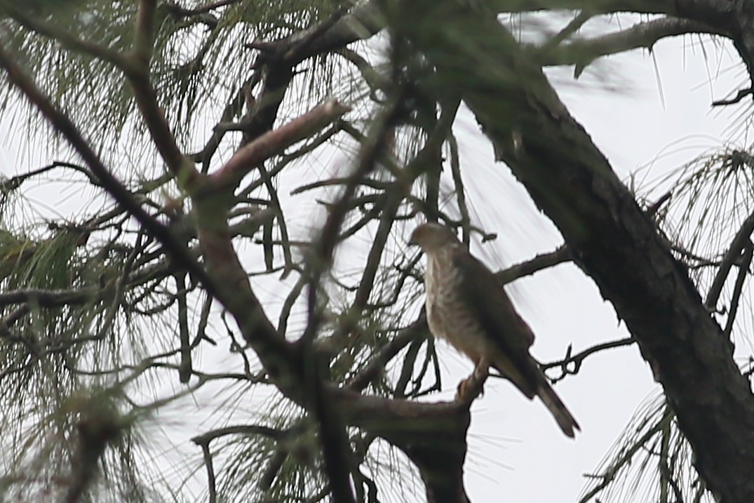 Japanese Sparrowhawk - ML44387971