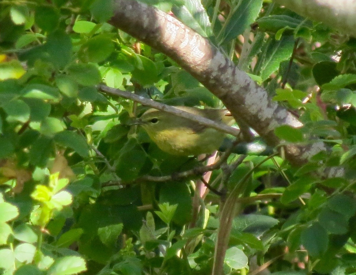 Orange-crowned Warbler - Petra Clayton